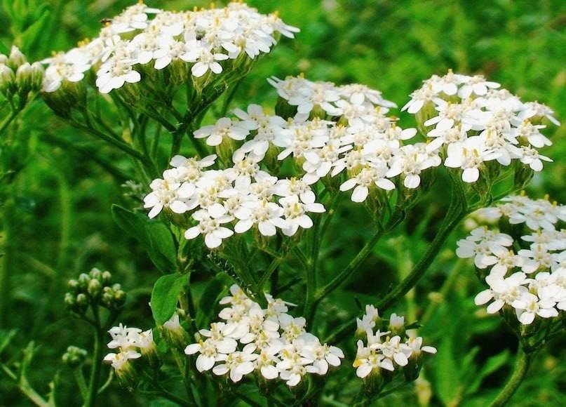 Krwawnik w ginekologii